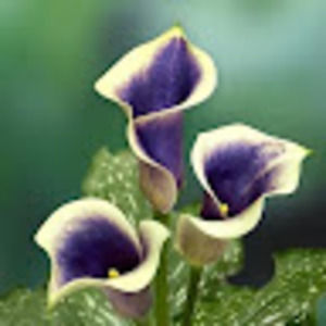 Meet your Posher, Leslie